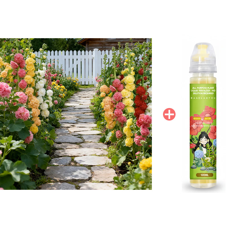 🌸Flerårige blomstrende stokrosfrø🌸