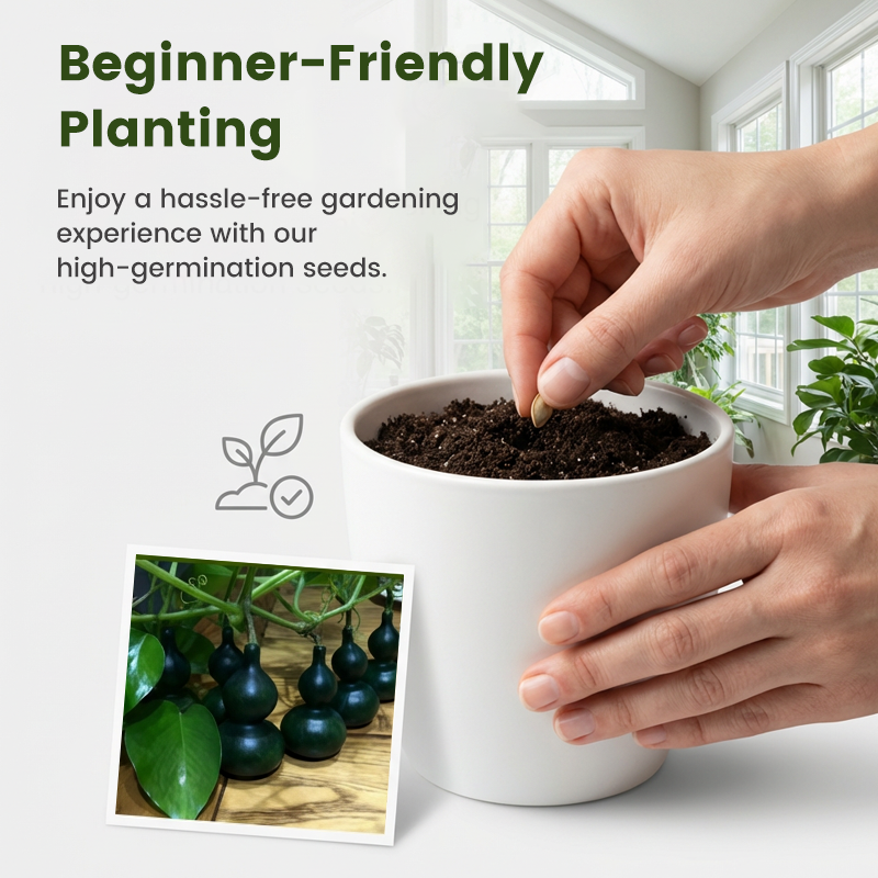 Mørkegrønne mini-gresskarfrø til planting