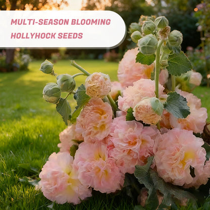 🌸Flerårige blomstrende stokrosfrø🌸