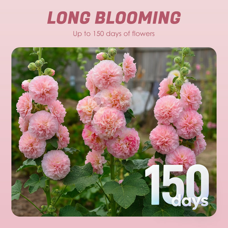 🌸Flerårige blomstrende stokrosfrø🌸