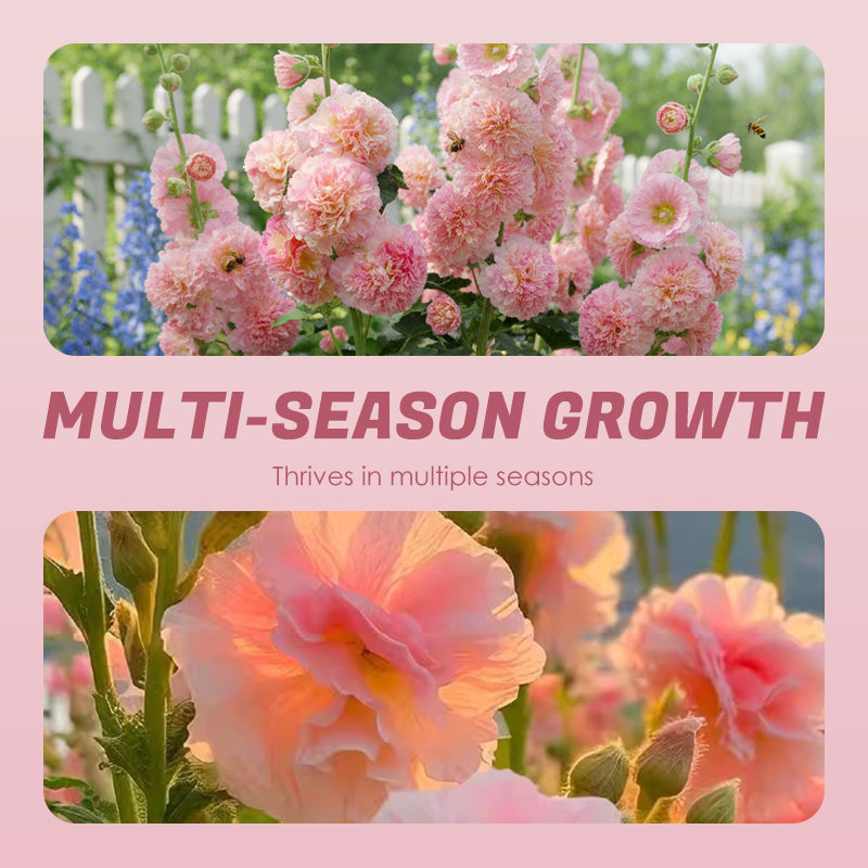 🌸Flerårige blomstrende stokrosfrø🌸