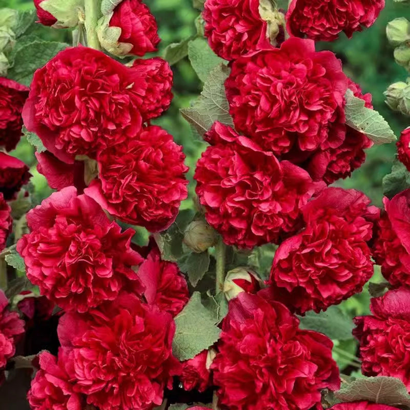 🌸Flerårige blomstrende stokrosfrø🌸