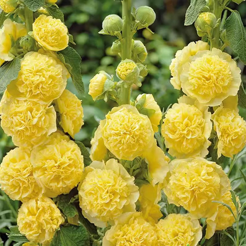 🌸Flerårige blomstrende stokrosfrø🌸