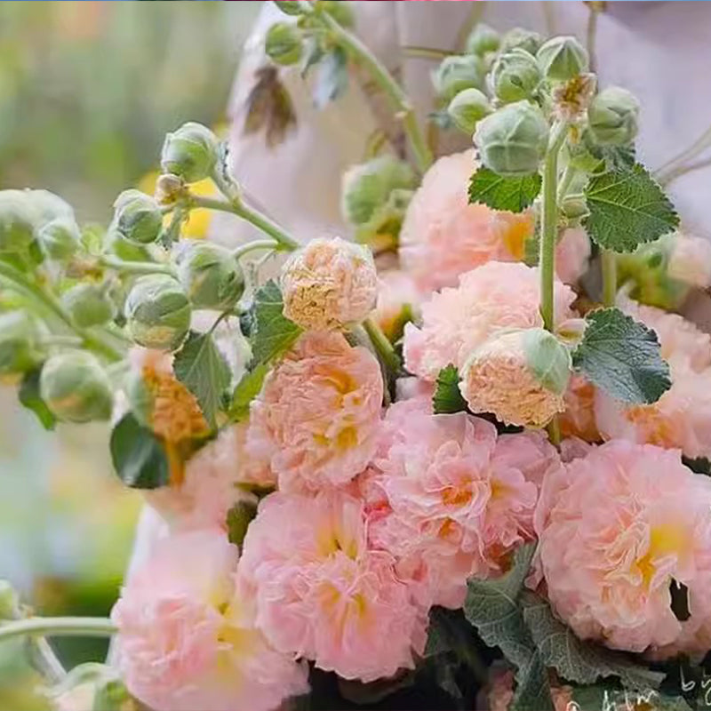 🌸Flerårige blomstrende stokrosfrø🌸