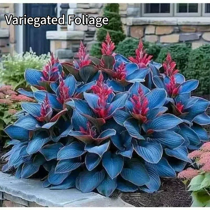 Enkle å dyrke hostefrø for hager