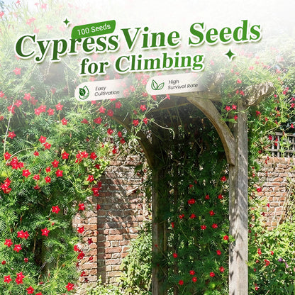 Cypressfrø for klatring