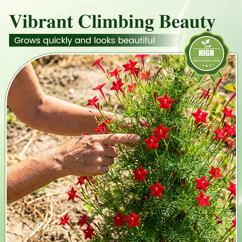 Cypressfrø for klatring