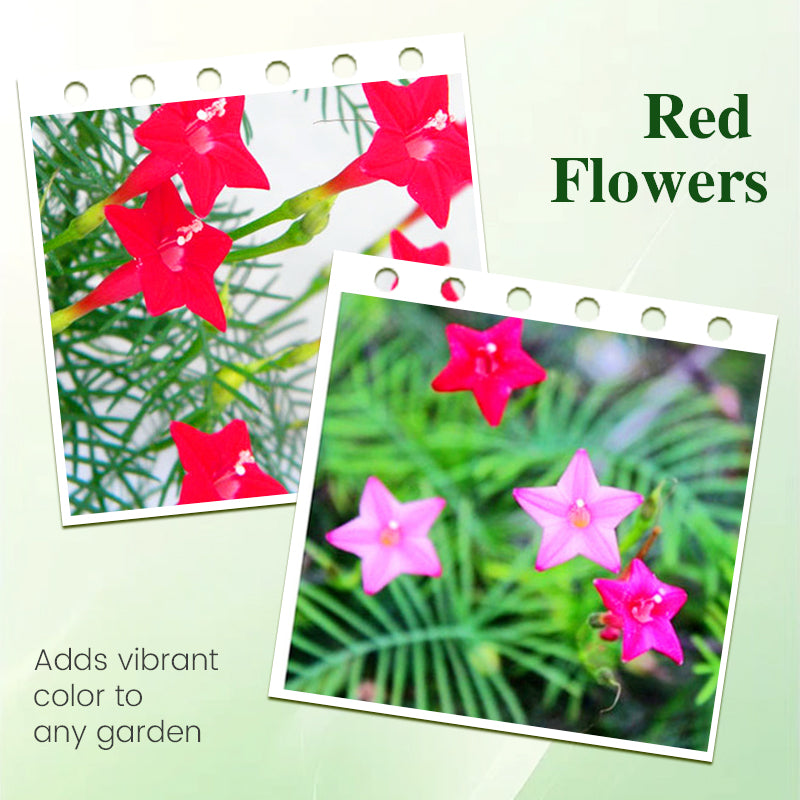 Cypressfrø for klatring