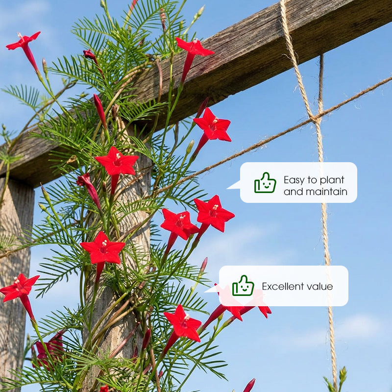 Cypressfrø for klatring