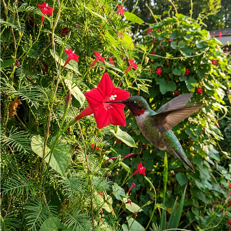 Cypressfrø for klatring