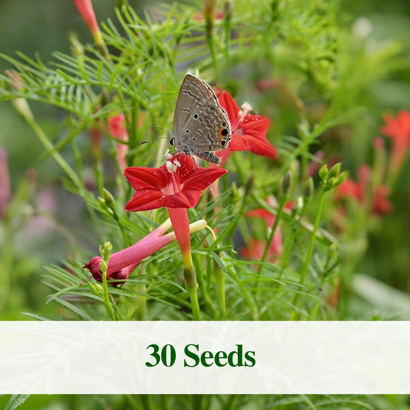 Cypressfrø for klatring