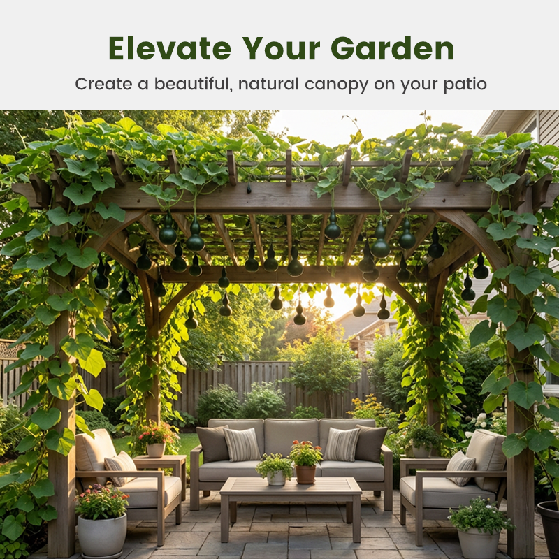 Mørkegrønne mini-gresskarfrø til planting