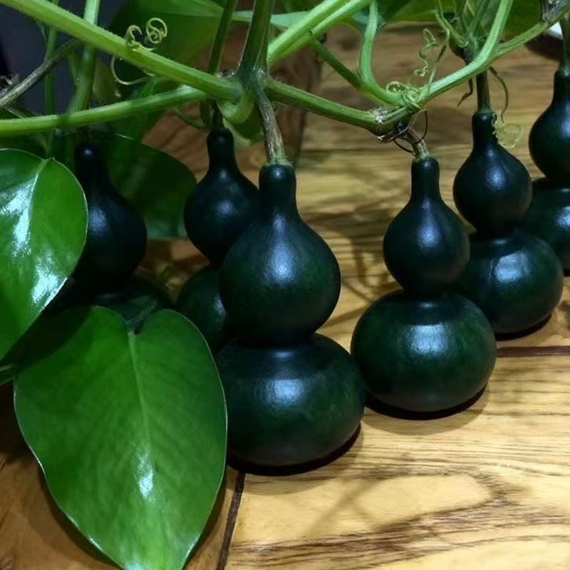 Mørkegrønne mini-gresskarfrø til planting