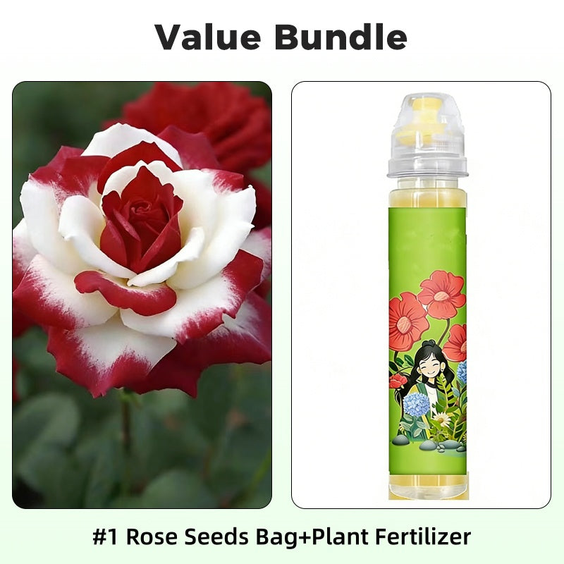 Frø til tofargede røde og hvite roser